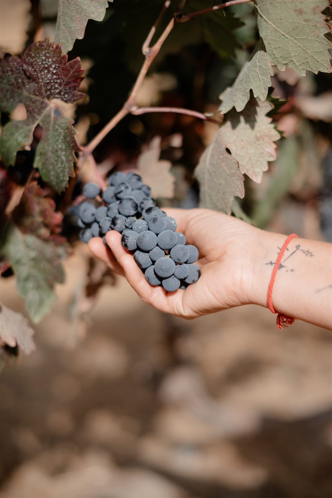A hand-picked cluster of grapes from the vineyard