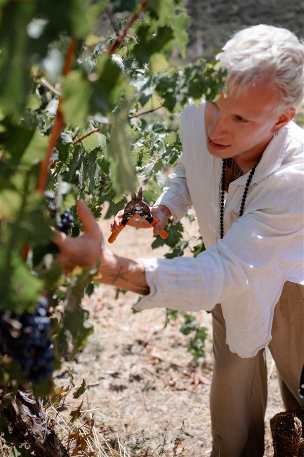 Harvesting and pressing the grapes at Arraigo del Amor