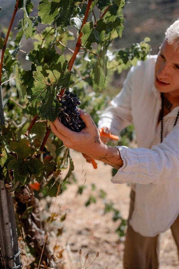 Harvesting and pressing the grapes at Arraigo del Amor