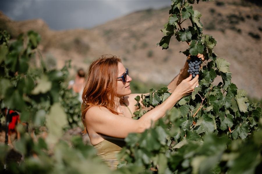 Harvesting and pressing the grapes at Arraigo del Amor