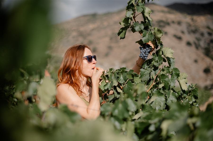 Harvesting and pressing the grapes at Arraigo del Amor