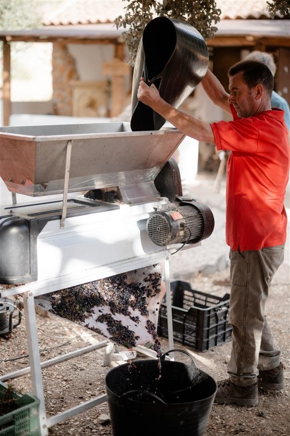 Harvesting and pressing the grapes at Arraigo del Amor