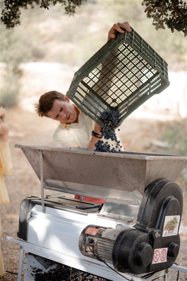 Harvesting and pressing the grapes at Arraigo del Amor