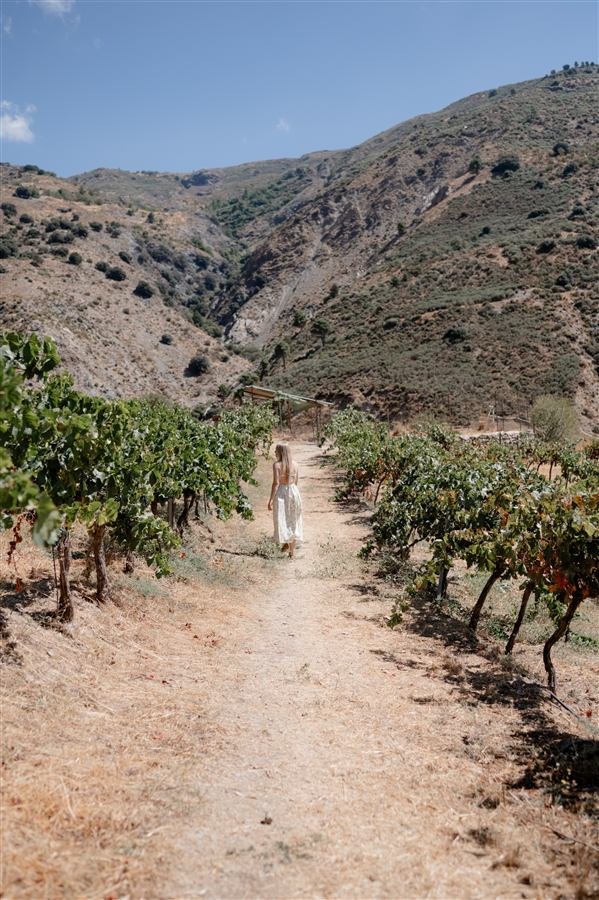 The vineyard rows at Arraigo del Amor