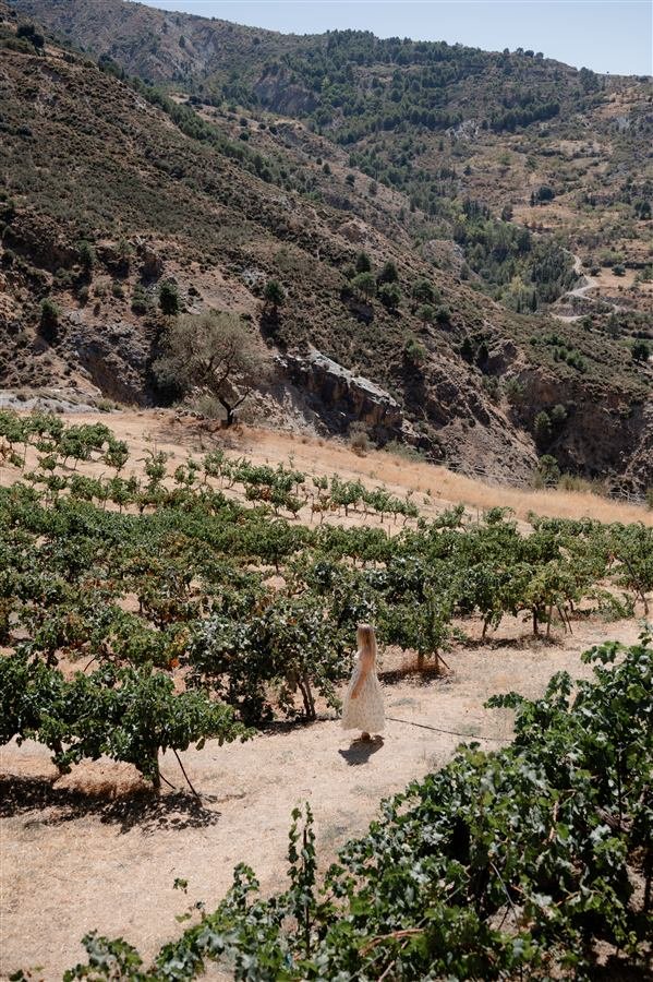 The vineyard and mountains around Arraigo del Amor
