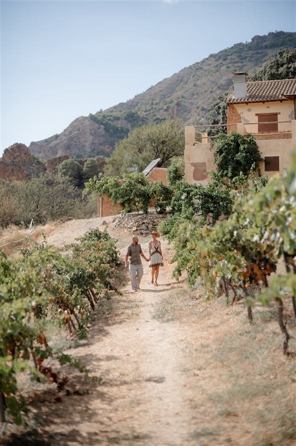 The path up to the house, through the vines